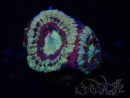 WYSIWYG Micromussa lordhowensis (antes Acanthastrea)