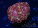 WYSIWYG Micromussa lordhowensis (ex Acanthastrea)