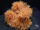 Heteractis magnifica L (20 cm)