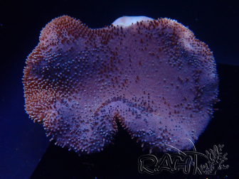 WYSIWYG Sarcophyton