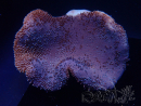 WYSIWYG Sarcophyton sp 7