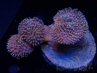 WYSIWYG Sarcophyton