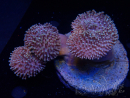WYSIWYG Sarcophyton sp 1