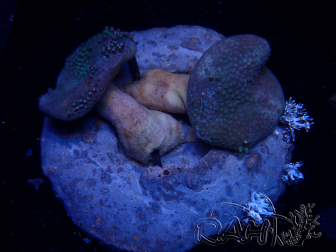 WYSIWYG Sarcophyton sp 10