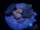 WYSIWYG Sarcophyton sp 10