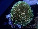 WYSIWYG Sarcophyton