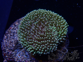 WYSIWYG Sarcophyton sp 6