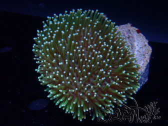 WYSIWYG Sarcophyton sp 2