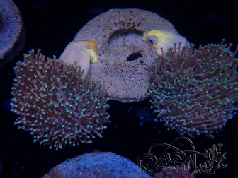 WYSIWYG Sarcophyton