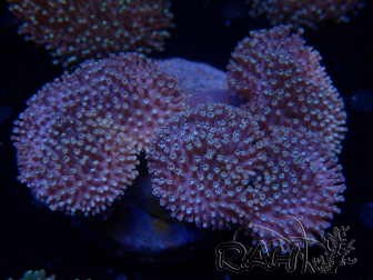 WYSIWYG Sarcophyton elegans Gelb ultra Fidji