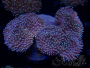 WYSIWYG Sarcophyton sp 17