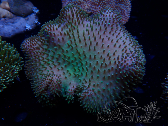 WYSIWYG Sarcophyton sp 9