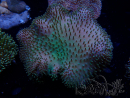 WYSIWYG Sarcophyton sp 9