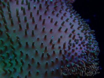 WYSIWYG Sarcophyton