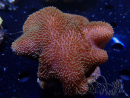 WYSIWYG Sarcophyton sp 16