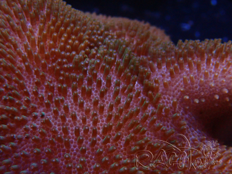 WYSIWYG Sarcophyton sp 16
