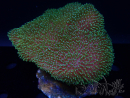 WYSIWYG Sarcophyton sp 19