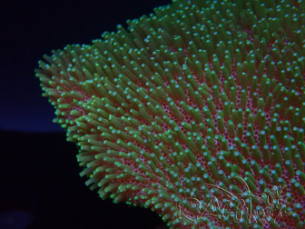 WYSIWYG Sarcophyton sp 19