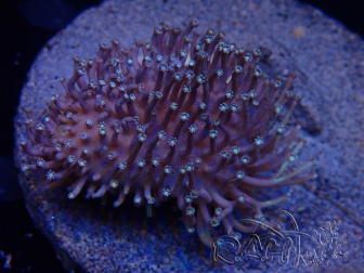 WYSIWYG Sarcophyton