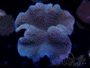 WYSIWYG Sarcophyton sp 11
