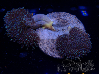 WYSIWYG Sarcophyton
