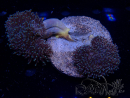 WYSIWYG Sarcophyton