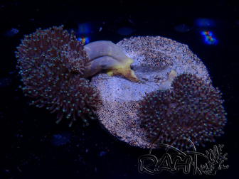 WYSIWYG Sarcophyton