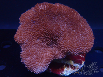 WYSIWYG Sarcophyton sp 50