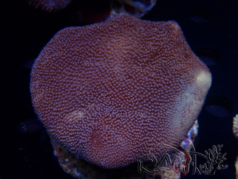 WYSIWYG Sarcophyton