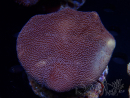 WYSIWYG Sarcophyton