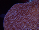 WYSIWYG Sarcophyton sp B