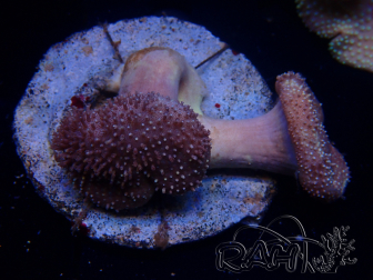 WYSIWYG Sarcophyton sp 52