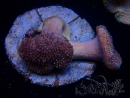 WYSIWYG Sarcophyton