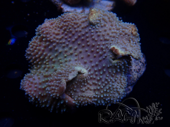 WYSIWYG Sarcophyton