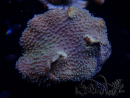 WYSIWYG Sarcophyton
