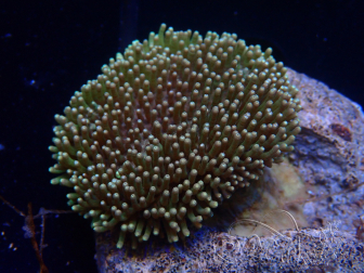 WYSIWYG Sarcophyton