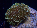 WYSIWYG Sarcophyton sp E