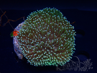 WYSIWYG Sarcophyton sp F