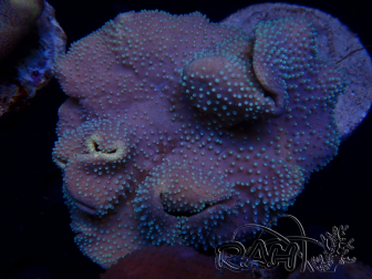 WYSIWYG Sarcophyton sp G
