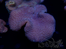WYSIWYG Sarcophyton
