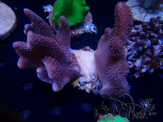 WYSIWYG Lobophyton