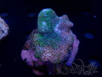 WYSIWYG Sarcophyton sp 58