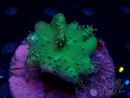 WYSIWYG Lobophyton