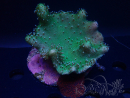 WYSIWYG Lobophyton sp 2