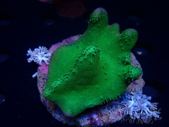 WYSIWYG Lobophyton sp 22