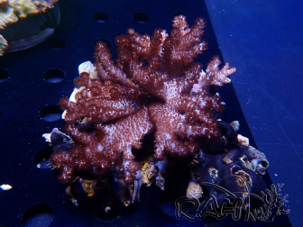 WYSIWYG Cladiella sp 30