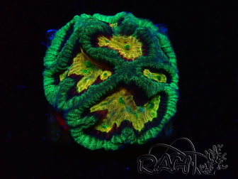 WYSIWYG - RAH Platygyra Gamora  22C4