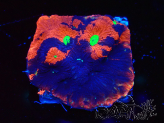 WYSIWYG Favites pentagona Warcoral 22I1