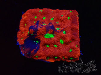 WYSIWYG Favites pentagona Warcoral