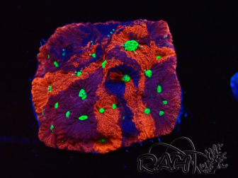WYSIWYG Favites pentagona Warcoral 22I5